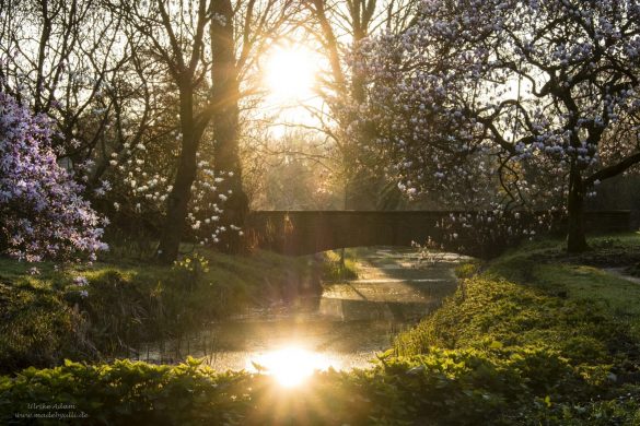 Lichtstimmungen im Rhododendronpark Bremen
