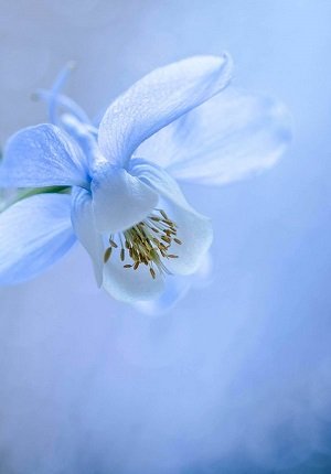 blauweisse-akelei-mit-weichem-bokeh-vorschaubild